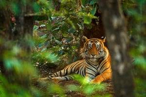 tigre animale selvatico nei sogni